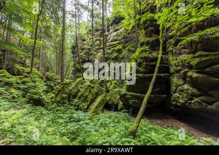 Die vielgestaltigen Felstürme und Klippen schaffen eine romantische Kulisse. Wanderweg durch den Utterwalder Grund mit zerklüfteten Sandsteinblöcken. Malerweg durch die Sächsische Schweiz. Lohmen/Stadt Wehlen, Deutschland Stockfoto