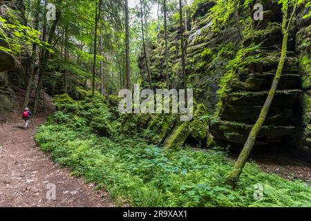 Die vielgestaltigen Felstürme und Klippen schaffen eine romantische Kulisse. Wanderweg durch den Utterwalder Grund mit zerklüfteten Sandsteinblöcken. Malerweg durch die Sächsische Schweiz. Lohmen/Stadt Wehlen, Deutschland Stockfoto