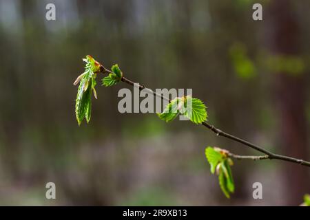 Hornbalkenblätter in der Sonne. Hhornholzzweig mit frischen grünen Blättern. Wunderschöner grüner natürlicher Hintergrund. Frühlingsblätter. Stockfoto