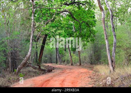 Schlängelnder Pfad im bewaldeten Bandhavgarh-Nationalpark von Sal und Bamboo Stockfoto