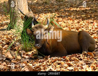 Indische Gaur gefangen im Wald des Bandhavgarh-Nationalparks Stockfoto