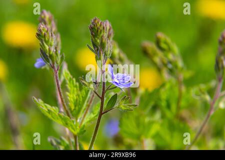 Nahaufnahme auf den strahlend blauen Blüten des Germander Speedwell, Veronica Chamaedrys wachsen im Frühling auf einer Wiese, sonniger Tag, natürliche Umgebung. Stockfoto