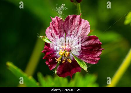 Dunkelviolette duskige Blumen im Garten, selektiver Fokus mit grünem Bokeh-Hintergrund - Geranium faeum. Stockfoto