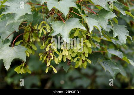 Sycamore Acer pseudoplatanus, fünf gelbkörnige Blätter auf rötlichen Stängeln, Bündel von limiengrünen Hubschrauber-Typ, paarweise Samen bei 90 Grad Sommersaison uk Stockfoto
