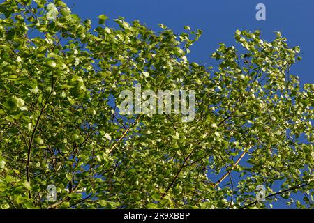 Grüne Feder auf einem Ast. Birkenblätter. Birkenäste, Bäume im Park, Frühlingssaison. Junge Blätter in der Natur. Waldhintergrund, Nahaufnahme. P Stockfoto