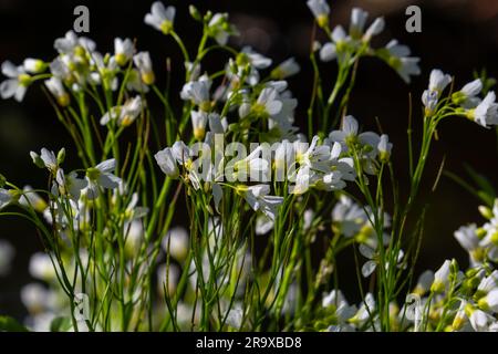 Cardamine Amara, auch bekannt als große Bitterkresse. Frühlingswald. Blumiger Hintergrund einer blühenden Pflanze. Stockfoto