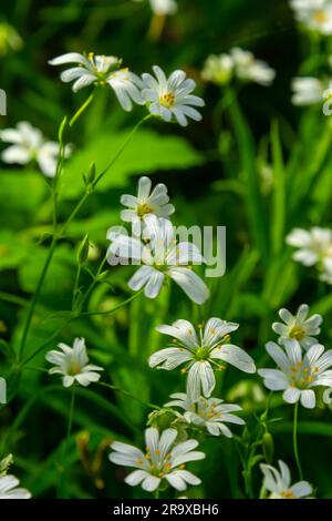 Stellaria Holostea. Zarte Waldblumen des Hühnergras, Stellaria holostea oder echte Sternmiere. Blumenhintergrund. Weiße Blüten auf einem Naturgr Stockfoto