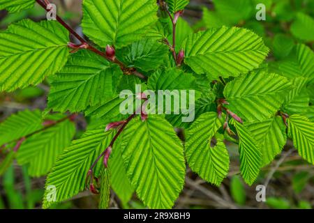 Hornbalkenblätter in der Sonne. Hhornholzzweig mit frischen grünen Blättern. Wunderschöner grüner natürlicher Hintergrund. Frühlingsblätter. Stockfoto