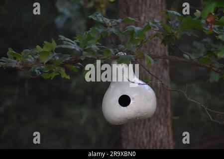 Ein Kürbis, der ausgehöhlt, weiß gestrichen und in einer Eiche aufgehängt wurde, um als Vogelhaus zu dienen. Helles Weiß vor dunklem Hintergrund. Stockfoto