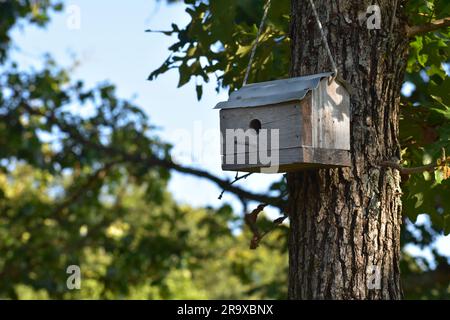 Ein kleines, handgefertigtes Vogelhaus aus Holz, das für Hühner und andere kleine Vögel bestimmt ist, hängt in einer Eiche. Stockfoto