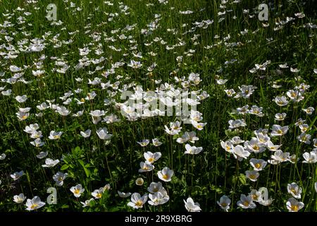 Weiße Frühlingsblumen auf grünem Rasen. Weiße Anemonblüten. Anemone Sylvestris, Schneepflug Anemone, Windblume. Stockfoto