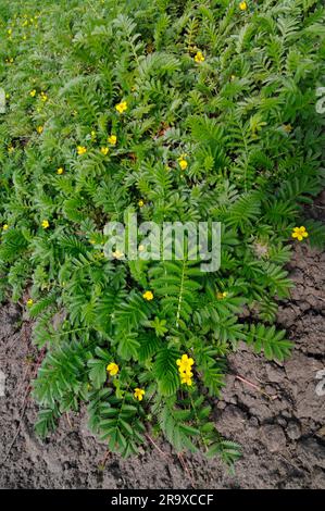 Silberweed (Potentilla anserina), Gänse-Cinquefoil Stockfoto