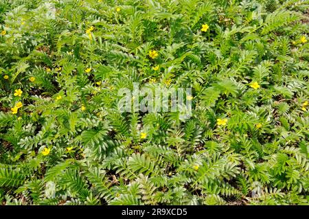 Silberweed (Potentilla anserina), Gänse-Cinquefoil Stockfoto