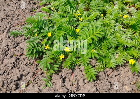 Silberweed (Potentilla anserina), Gänse-Cinquefoil Stockfoto