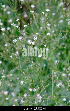 Atemzug von Säuglingen (Gypsophila paniculata) Stockfoto