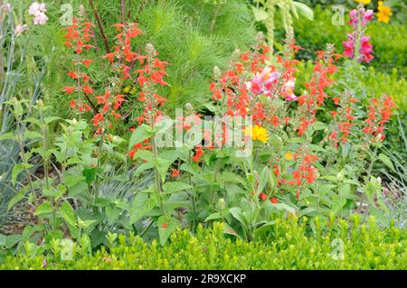 Scharlachrote Salvia Coccinea (Salvia Coccinea) „Lady in Red“, Feuersalvia Coccinea Stockfoto