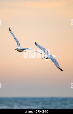 Zwei ausgewachsene Heringergüllen (Larus argentatus), die zusammen über Wasser an der Südküste Englands, Großbritannien, fliegen. Porträt. Stockfoto