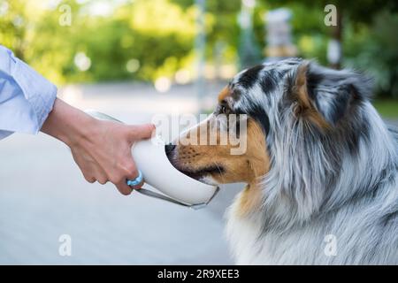 Einem Hund Wasser aus dem tragbaren Wasserspender im Freien geben. Haustiere mit Flüssigkeit versorgt, trinkender Hund Stockfoto