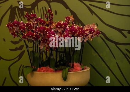 Orchidee im ursprünglichen Topf. Blühende rote Phaleaenopsis Orchidee. Exotische Blüten der rosa Orchidee im Keramiktopf. Stockfoto