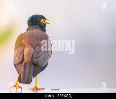 Eine Myna ruft von einer Wand an Stockfoto