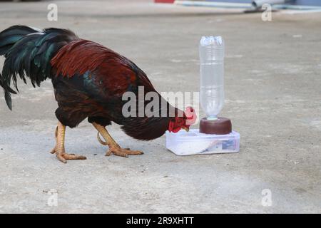 Hühnchen, die Reisgetreide aus einer iot-Haustierspendermaschine essen Stockfoto