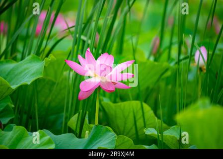 (230629) -- PEKING, 29. Juni 2023 (Xinhua) -- Dieses Foto wurde am 20. Juni 2023 aufgenommen und zeigt blühende Lotusblumen in der Stadt Xinghua, Ostchina, Provinz Jiangsu. Lotusblumen in ganz China beginnen im Sommer zu blühen. (Foto: Zhou Shegen/Xinhua) Stockfoto