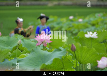 (230629) -- PEKING, 29. Juni 2023 (Xinhua) -- Touristen fotografieren blühende Lotusblumen im Geji-Dorf Xichou County, Provinz Yunnan im Südwesten Chinas, 27. Juni 2023. Lotusblumen in ganz China beginnen im Sommer zu blühen. (Foto: Xiong Pingxiang/Xinhua) Stockfoto