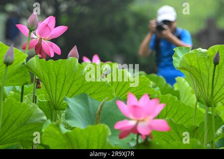 (230629) -- PEKING, 29. Juni 2023 (Xinhua) -- Ein Tourist macht Fotos von blühenden Lotusblumen in Kunshan City, Ostchina Provinz Jiangsu, 20. Juni 2023. Lotusblumen in ganz China beginnen im Sommer zu blühen. (Foto: Wang Xuzhong/Xinhua) Stockfoto