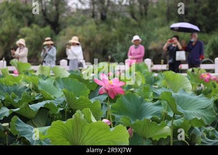 (230629) -- PEKING, 29. Juni 2023 (Xinhua) -- Touristen fotografieren blühende Lotusblumen in Kunming, Provinz Yunnan im Südwesten Chinas, 24. Juni 2023. Lotusblumen in ganz China beginnen im Sommer zu blühen. (Foto: Liang Zhiqiang/Xinhua) Stockfoto