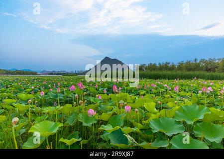 (230629) -- PEKING, 29. Juni 2023 (Xinhua) -- Dieses Foto wurde am 26. Juni 2023 aufgenommen und zeigt Lotusblumen im Huashan-See in Jinan, Ostchina-Provinz Shandong. Lotusblumen in ganz China beginnen im Sommer zu blühen. (Foto: Xu Zhou/Xinhua) Stockfoto