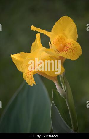Große gelbe Blüten einer Canna indica Stockfoto
