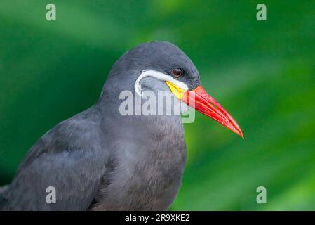 Eine wunderschöne Inka-Tern (Larosterna inca) kooperiert für ein schönes Nahaufnahme-Foto. Stockfoto