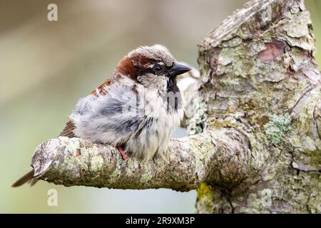 Männlicher Hausspatz auf einem Baum Stockfoto