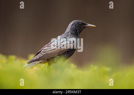 Europäisches männliches Sternenvogel-Porträt auf Grün Stockfoto