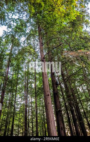 Bei einer Aufnahme aus einem niedrigen Winkel werden hoch aufragende Baumstämme erfasst, die sich zu einem dichten, sonnendurchfluteten grünen Laubdach in einem ruhigen Wald erstrecken. Stockfoto