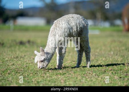 Herde von Alpaka, Alpakas weiden auf einem Feld. Weißes Lama auf einer Wiese in australien Stockfoto