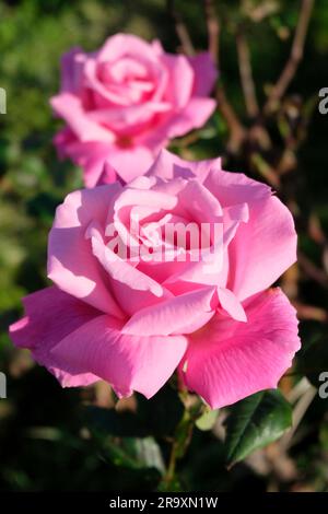 Wunderschöne große rosa Rosen in Blüte im späten Herbst Stockfoto