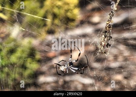 Die australische goldene Spinnenspinne, Nephila edulis, in ihrem Netz, mit einem großen Vorrat an Nahrungsmitteln, in Seide gewickelt Stockfoto