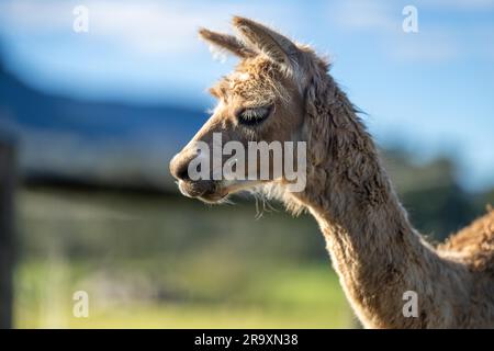 Herde von Alpaka, Alpakas weiden auf einem Feld. Weißes Lama auf einer Wiese in australien Stockfoto