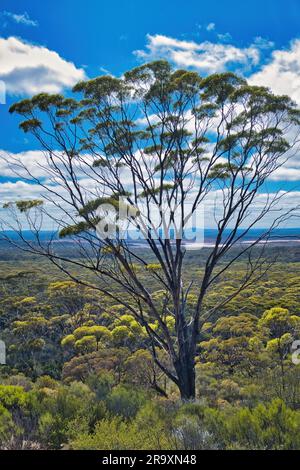 Ein Dundas Blackbutt (Eucalyptus dundasii), ein endemischer Baum in der Nähe von Salzseen in den Great Western Woodlands, Westaustralien Stockfoto