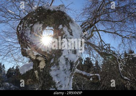 Sonnenstrahlen durch Birkenstamm (Betula pendula) mit Hintergrundbeleuchtung, kleiner Feldberg, Schmitt, Taunus, Hessen, Deutschland Stockfoto