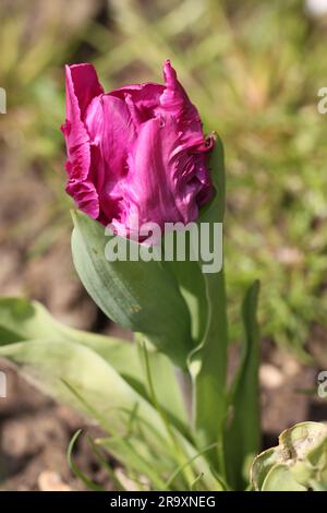 Im Frühling blühte die Tulpe des dunkelrosa Papageienbaums Stockfoto