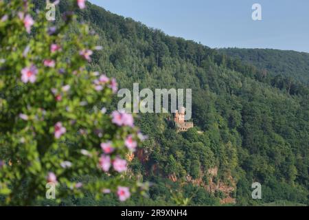 Blick auf die Burg Schadeck oder das Schwalbenhaus&#39;s Nest mit Felsenklippen in Neckarsteinach, Odenwald, Vierburgenstadt, Neckar-Tal, Baden-Württemberg, Deutschland Stockfoto