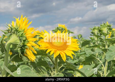 Sonnenblumen-Nahaufnahme bei Sonnenlicht Stockfoto