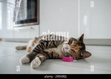 Angenehme, ruhige Katze genießen Sie es mit Katzenklops Spielzeug, das auf dem Küchenboden liegt. Haustiere mit Fellbesuch bevorzugen Zeitvertreib. Stockfoto