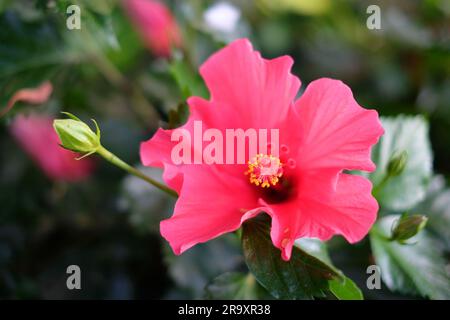 Rosa und rote Hibiskusblüten auf dunkelgrünem Hintergrund. Stockfoto
