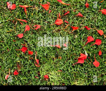 Natürliche Potpourri flach lag, rote Kronblätter auf dem Boden, grünes Gras, gespaltene Töne. Stockfoto