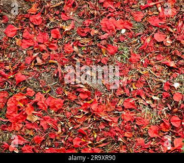 Einfache Potpourri-Zusammensetzung, rote Kronblätter am Boden. Stockfoto