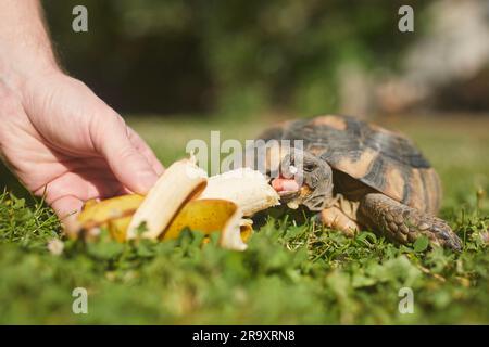 Haustierbesitzer gibt seiner Schildkröte eine reife Banane zum Essen im Gras im Garten. Haustier. Stockfoto