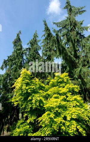 Acer 'Orange Dream', Maple, Alaska Cedar, Chamaecyparis nootkatensis 'Pendula', Bäume Japanischer Maple Acer palmatum 'Orange Dream' Garden Stockfoto
